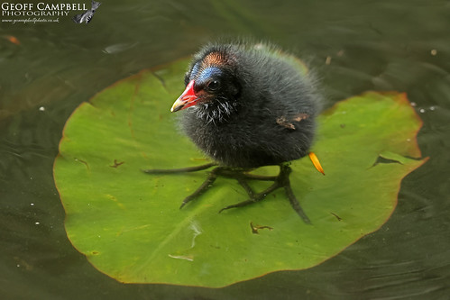 Moorhen (Gallinula chloropus)