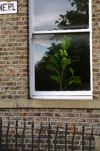 SURREAL PLANT