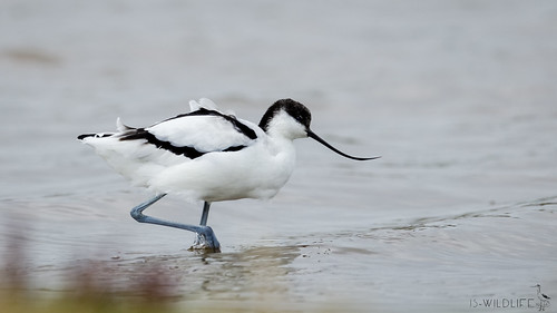 Säbelschnäbler - Pied avocet