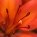 <p><a href="https://www.flickr.com/people/gangie/">Gangie (pronounced GangGe)</a> posted a photo:</p>
<p><a href="https://www.flickr.com/photos/gangie/55530938267/" title="Up close and personal with the Asiatic Lily"><img src="https://live.staticflickr.com/65535/55530938267_577fa31ceb_m.jpg" width="240" height="165" alt="Up close and personal with the Asiatic Lily" /></a></p>
<p>This is an actual photograph taken with a Canon EOS RP and an EF to RP adatper with a Canon 100mmf/2.8L Macro IS USM lens.<br />
<br />
I want to thank you for taking the time to view my image.</p>