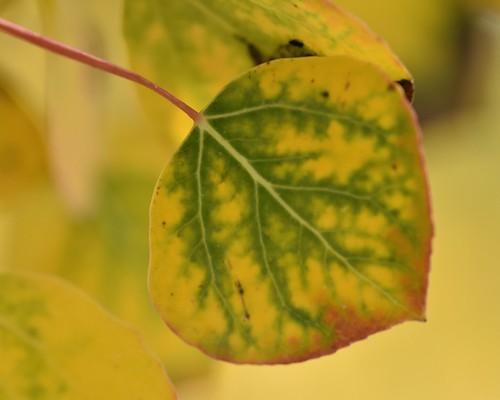 Fade to Yellow