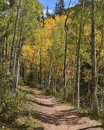 Aspen Alley
