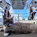 Cockpit Kitty