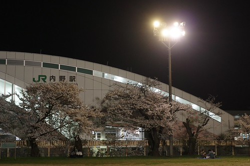 内野の夜桜 2025-2