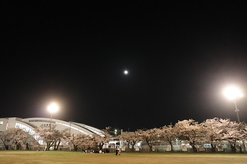 内野の夜桜 2025-2