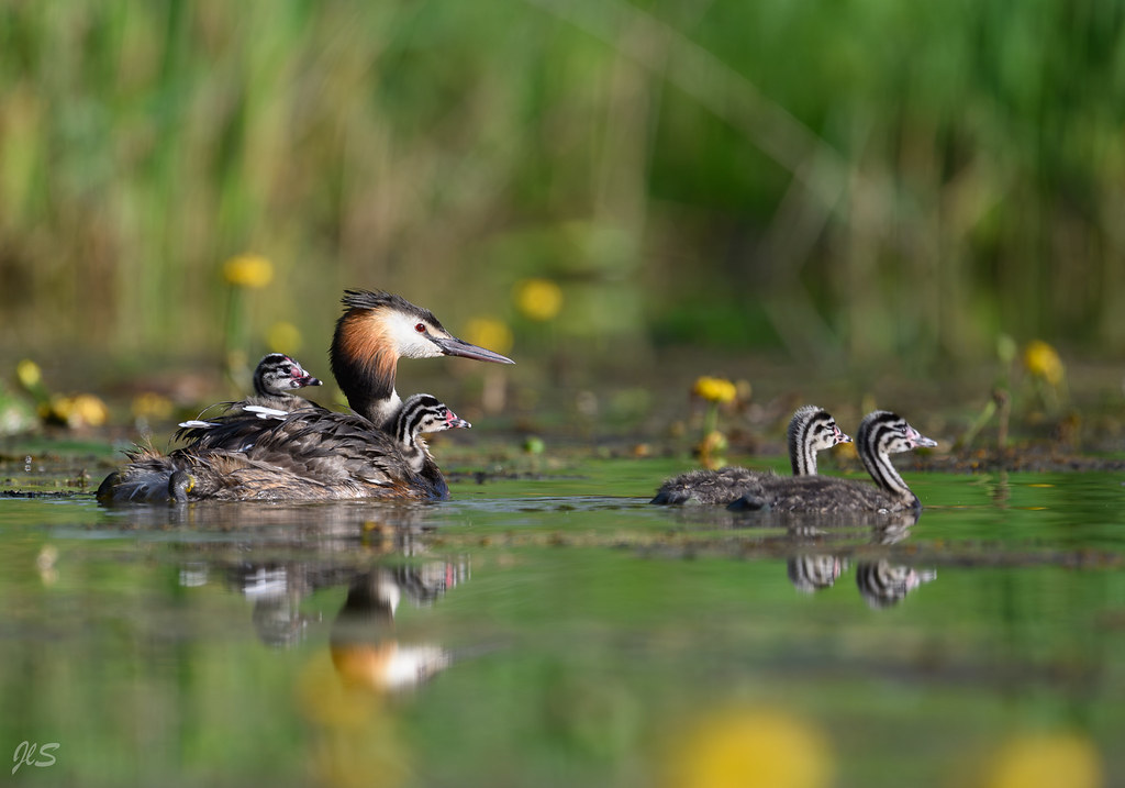 Great Crested Grebe family on the move, Famille de Grèbe huppé en déplacement