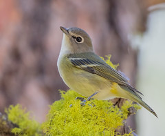 Cassin's Vireo