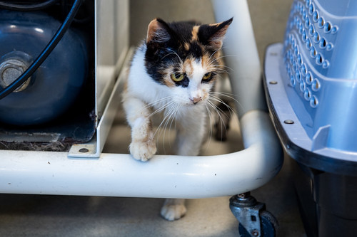 Junebug | by Tabby's Place