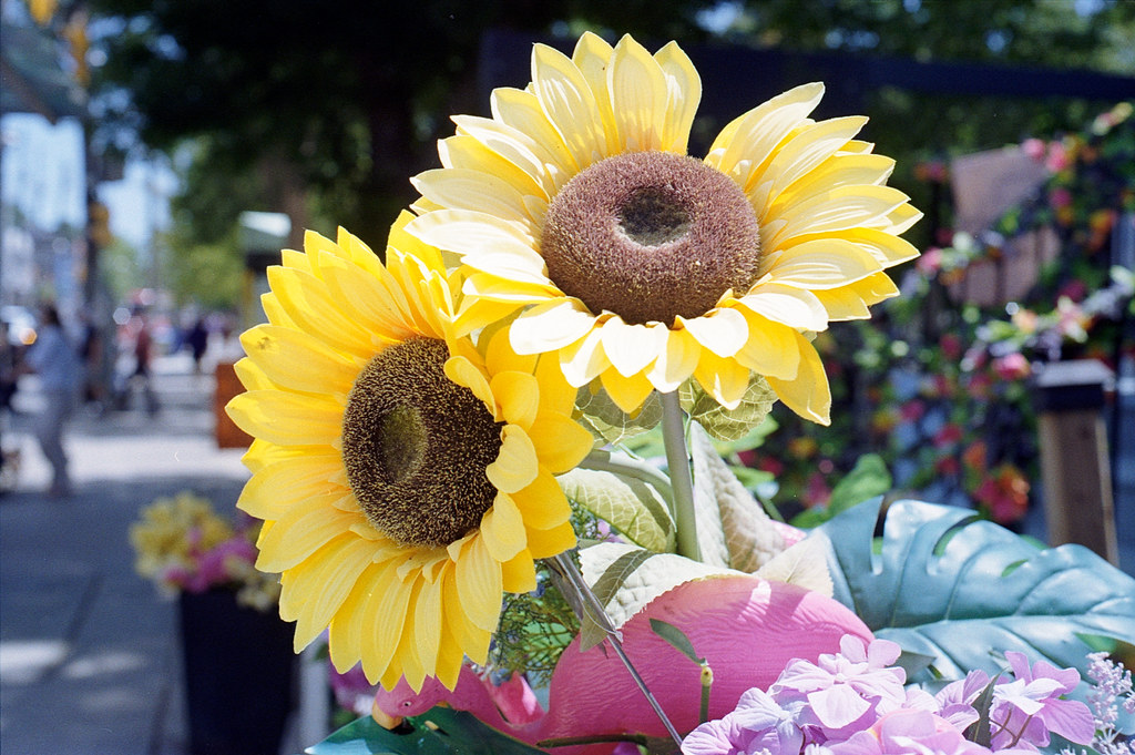 Two Sunflowers July 2026