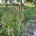 			<p><a href="https://www.flickr.com/people/deepfriedkudzu/">Deep Fried Kudzu</a> posted a photo:</p>
	
<p><a href="https://www.flickr.com/photos/deepfriedkudzu/55533171953/" title="Railroad Park, Birmingham AL"><img src="https://live.staticflickr.com/65535/55533171953_772b932a46_m.jpg" width="180" height="240" alt="Railroad Park, Birmingham AL" /></a></p>


