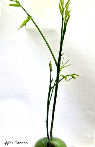 Cotyledonary bud activation in Australian Chestnut Seed | by Scientific Photography (23.5 Million views)