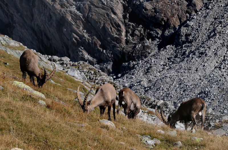 20260912-021W | Alpensteinböcke (Capra ibex) nahe der Hochfeilerhütte. Zillertaler Alpen, 12.09.2026