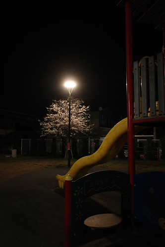 内野の夜桜 2025