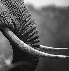 Elephant tusks.