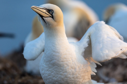 Helgoland 2026