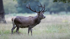 Red Deer