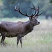 Red Deer