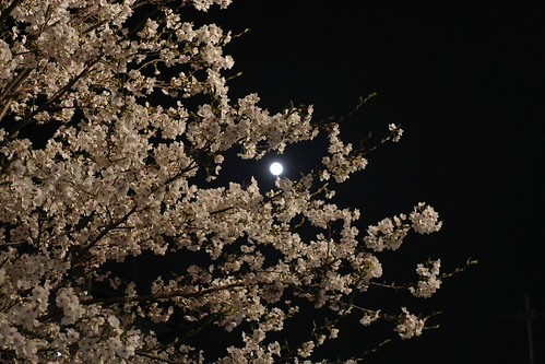 内野の夜桜 2025