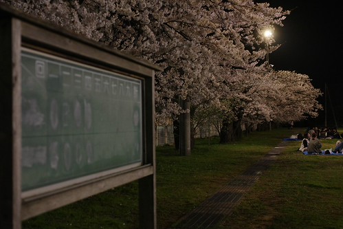 内野の夜桜 2025-3