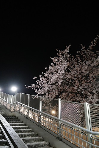 内野の夜桜 2025-4