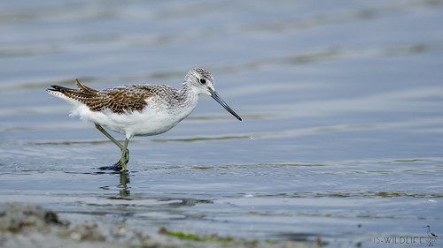 Grünschenkel - Common greenshank