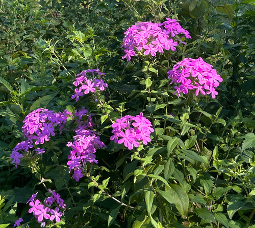 Philbrook Gardens