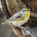 Striated Pardalote 2026-09-15 (7D_182A7585)