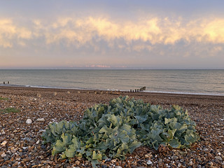 Sunrise or sunset photo of Rustington