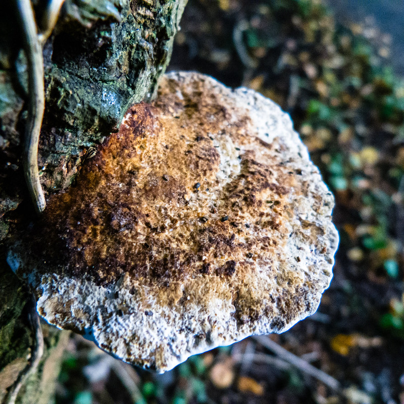 Blushing bracket, below and above