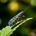 Insect (Macro)