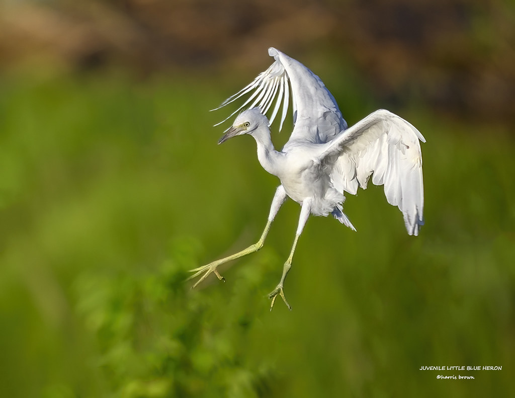 JUVENILE LITTLE BLUE HERON FLY-1710-5026-3 copy