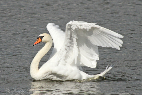 Local Wildlife | by SR Photos Torksey