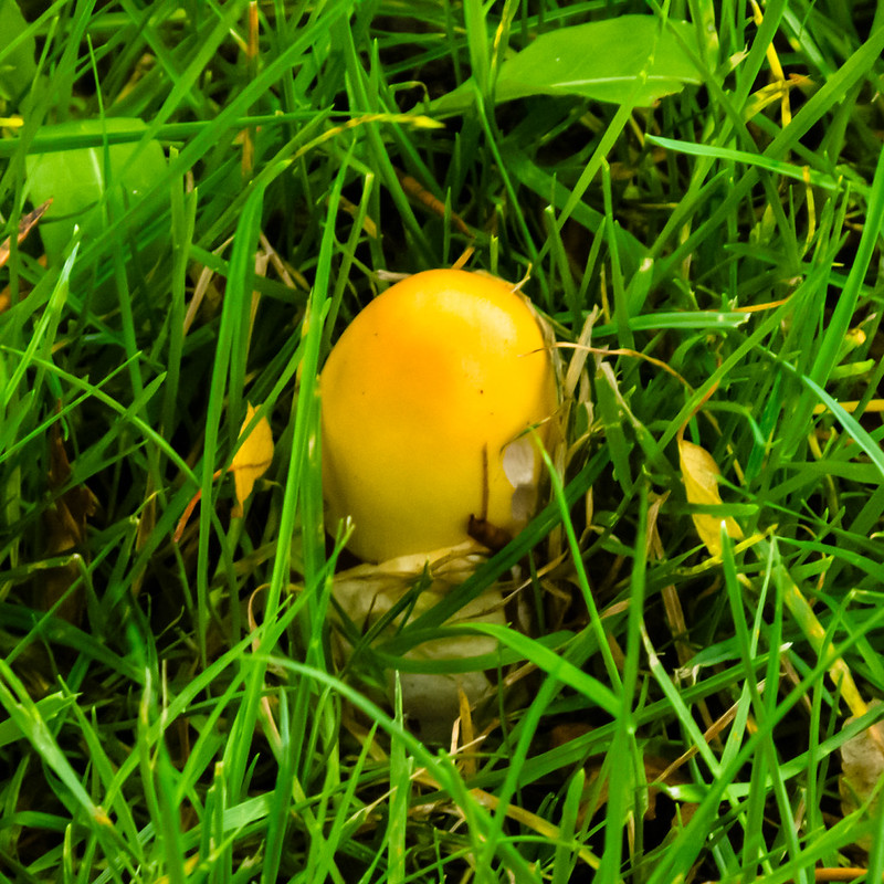 Two orange grisettes
