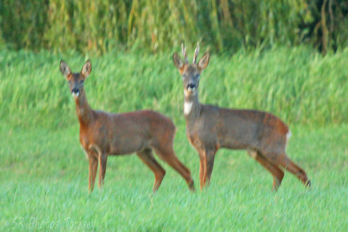 Local Wildlife | by SR Photos Torksey