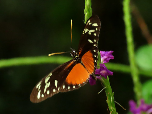 Tiger Longwing Butterfly
