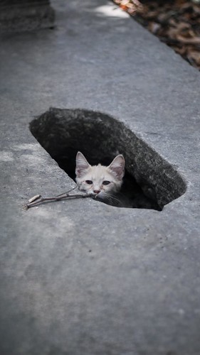 A Little Escape