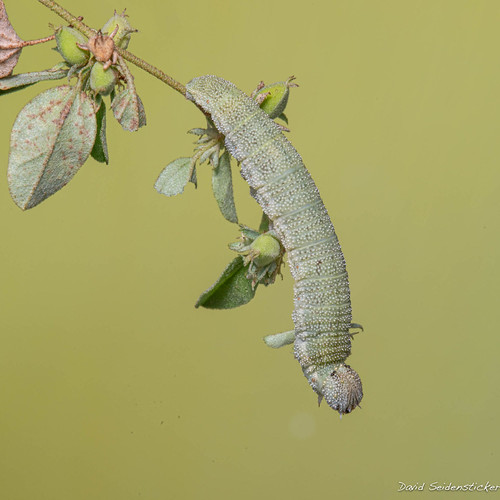 Goatweed Leafwing | by DaveSticker