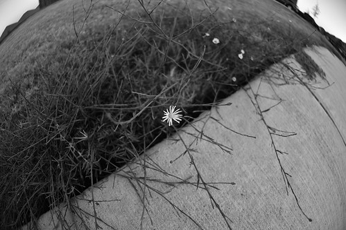 Sidewalk Daisies