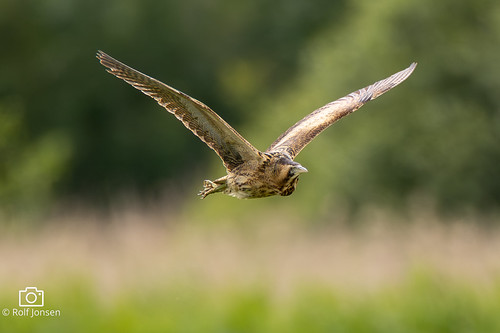Flying across the marsh