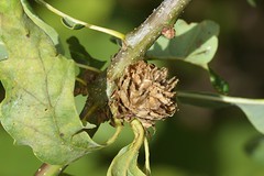 Eichenrosengallwespe (Andricus foecundatrix)
