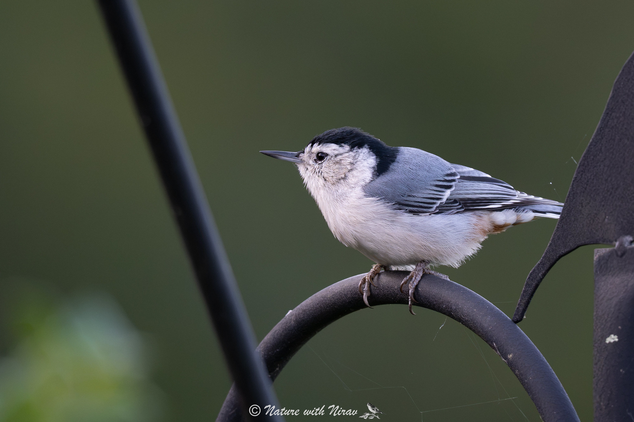 White-breasted Nuthatch