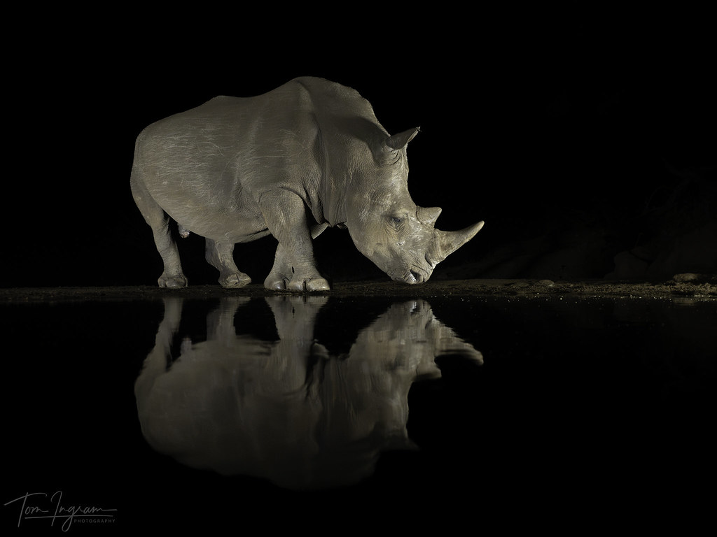 Rhino Reflection
