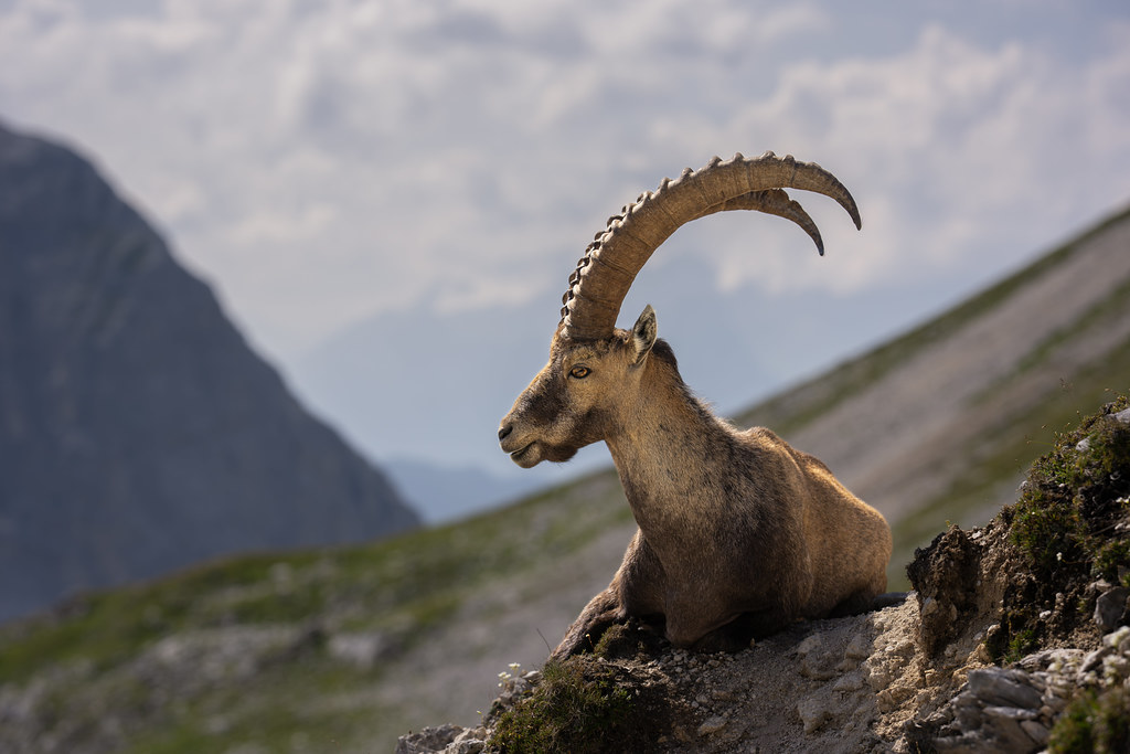 Alpensteinbock