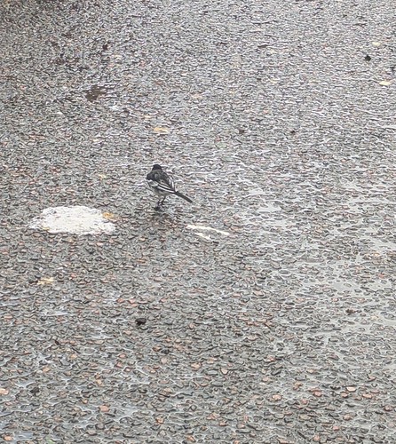 Wagtail