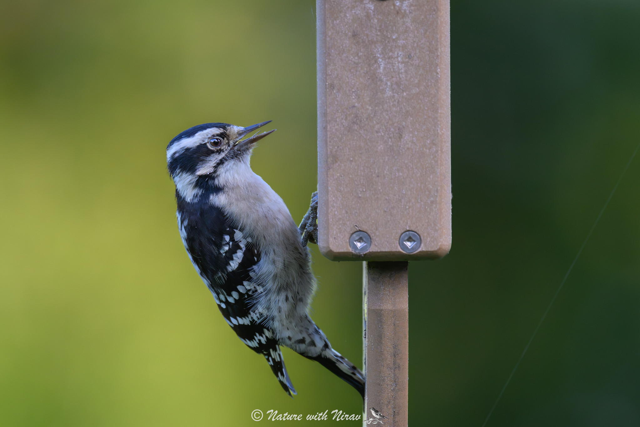 Downy Woodpecker