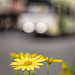Springtime in the city 2026-09-18 (R5_99A7715)
