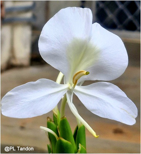 White Ginger Lilly | by Scientific Photography (23.5 Million views)