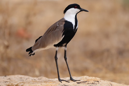 Spur-winged lapwing