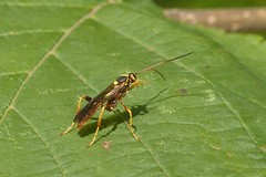 Schlupfwespe (Cratichneumon luteiventris)