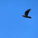 Raven